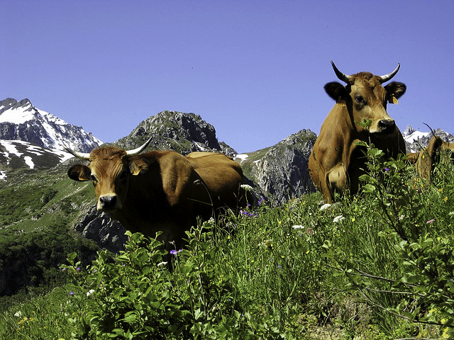 cows-mountain-Edit